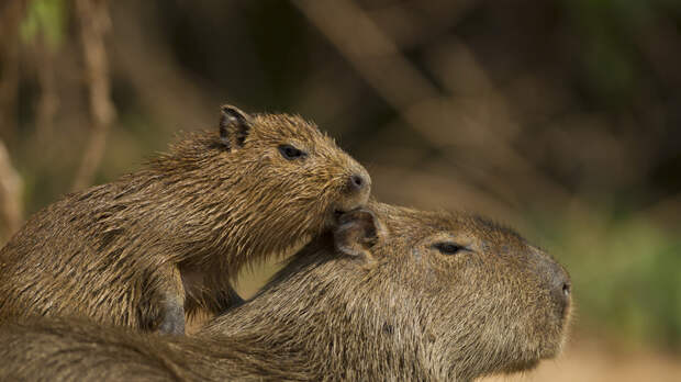 Японский зоопарк готов поменять своих капибар на белого медведя из России
