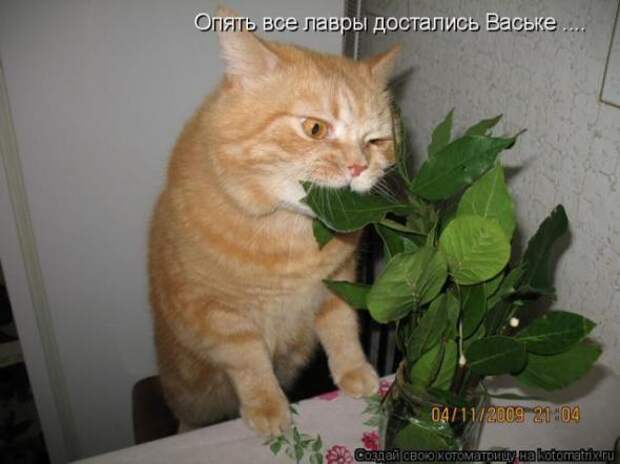 Котоматрицы (картинки с надписями)