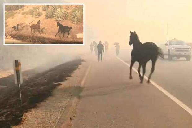 Конь спас свою семью из огня в Калифорнии