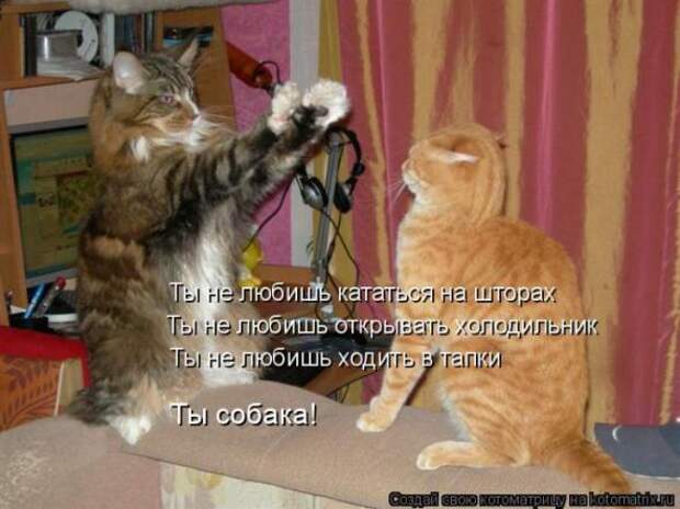 Котоматрицы(картинки с надписями)