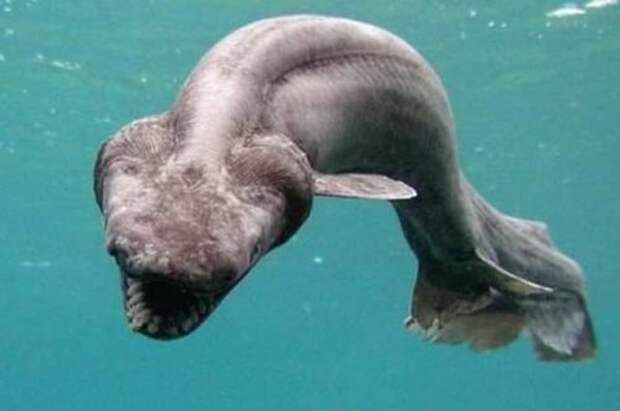 Самые жуткие обитатели морских глубин