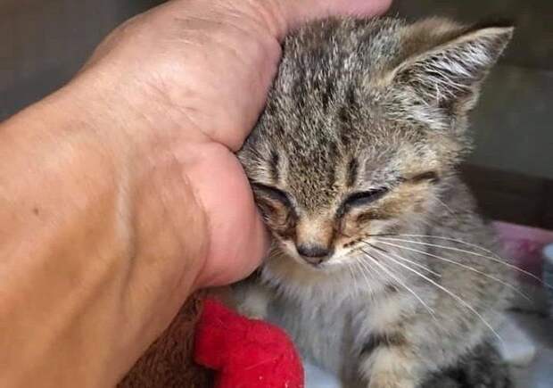 Котенок мурлыкает Котенка гладят