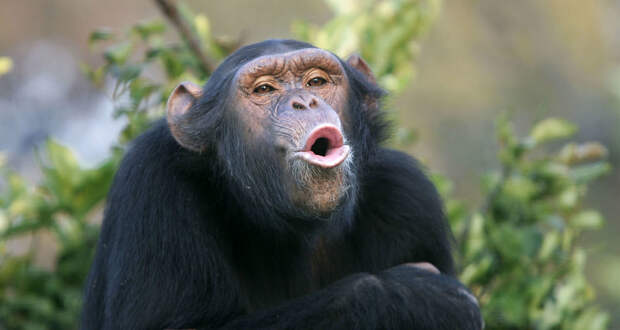 Шимпанзе научились разбивать панцири черепах