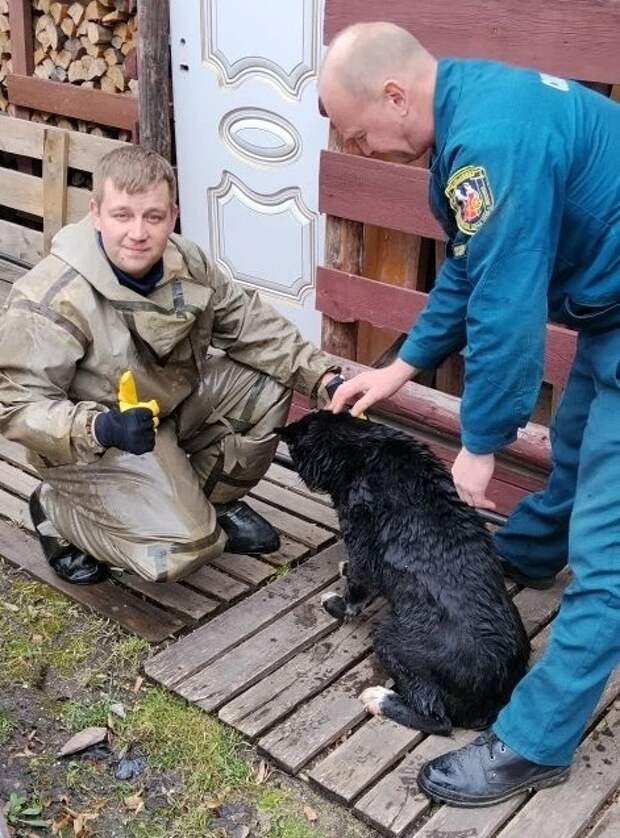 Спасатели вытащили собаку из затопленного погреба в Иванове