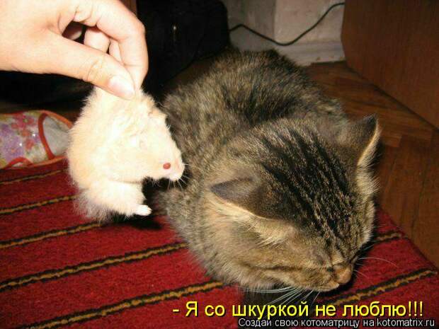 Лучшие котоматрицы недели (50 фото)