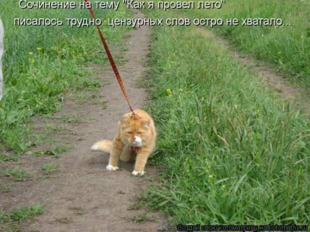 Котоматрицы(картинки с надписями)