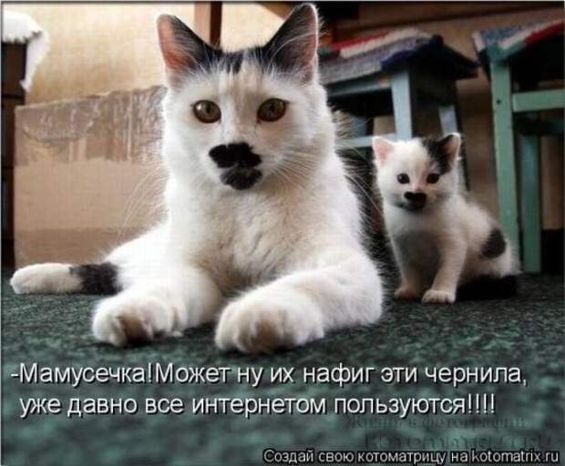 Сборка котоматриц