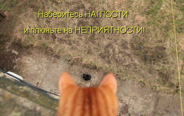 Лучшие котоматрицы недели (50 фото) Лучшие котоматрицы недели (50 фото)