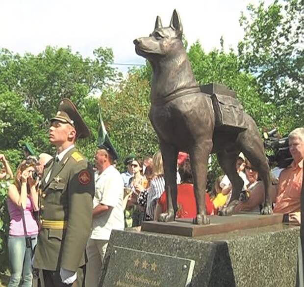 собаки во второй мировой войне
