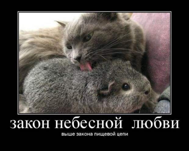Демотиваторы о любви № 1