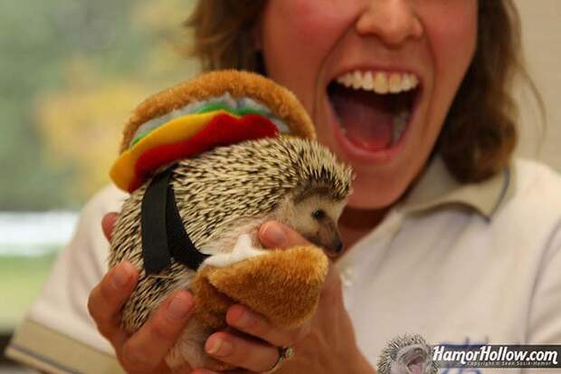 Hedgehog For Halloween 5 Как нарядить ёжика на праздник
