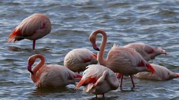 Преподаватель Прокопов рассказал о зимовке фламинго в Крыму
