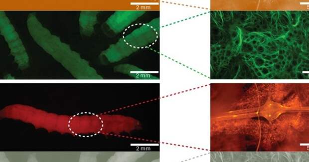 Учёные генетически модифицировали большую восковую моль для исследований