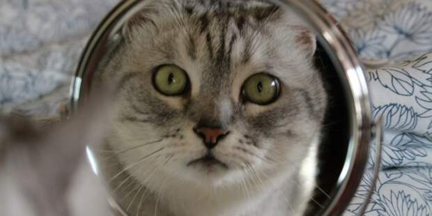 Почему домашние питомцы не узнают себя в зеркале: научное объяснение загадочного поведения