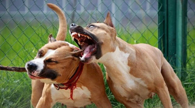 Самые опасные породы собак, укусы которых могут быть смертельными