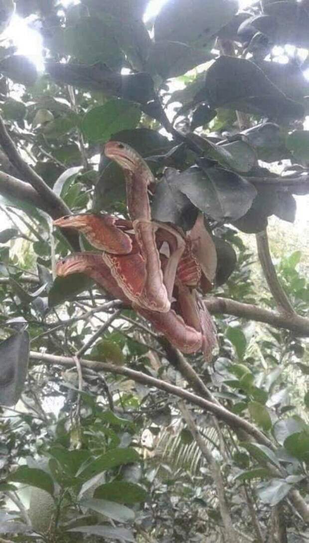 Бабочка Attacus, ее крылья похожи на змей