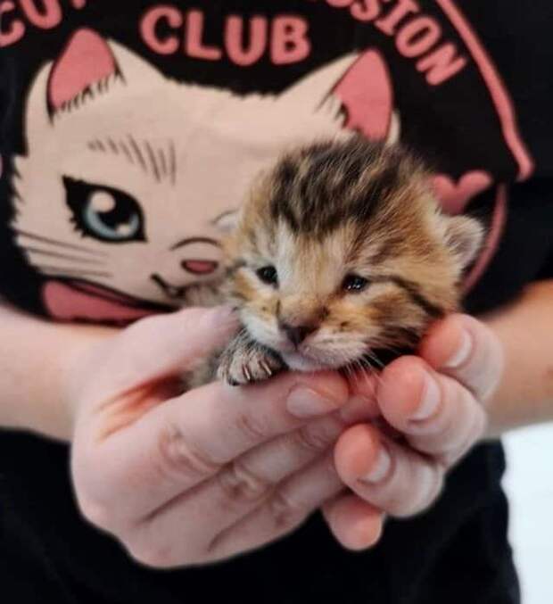 помощь котятам котенок в руках