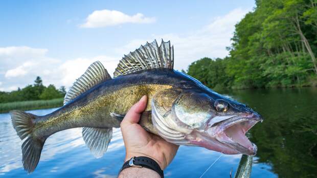 walleye fishing