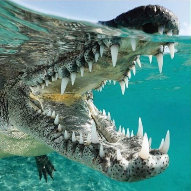 Пасть крокодила - это нечто животные, звери, зубы, интересное, красота, оскал, природа