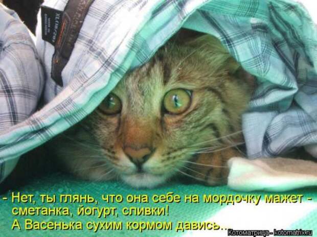 Котоматрицы (картинки с надписями)