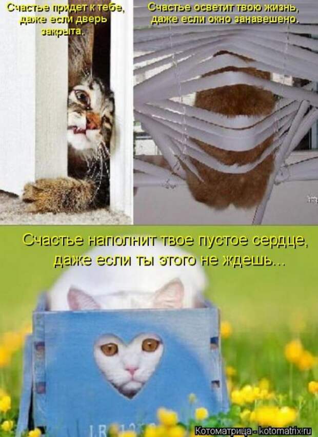 Новые смешные котоматрицы (36 шт)