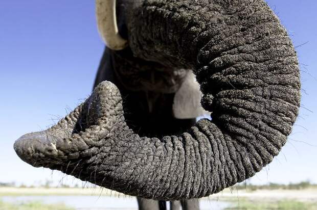 www.africaboundadventures.com-Elephants-Trunk