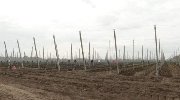 В Гиагинском районе закладывают яблоневый сад на площади 90 гектаров