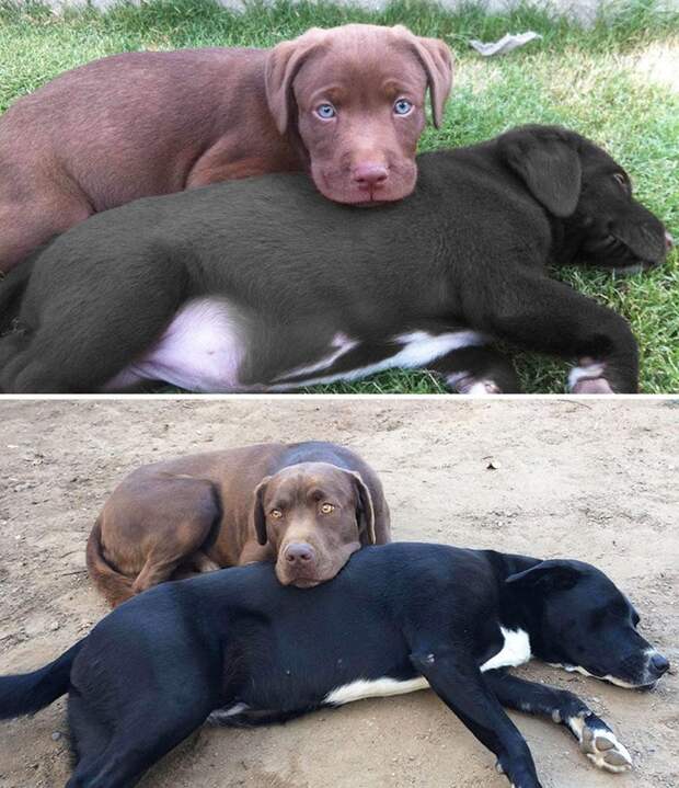Когда я был щенком: очаровательные фото собак "до и после" до и после, мимиметр, питомцы, подборка, собаки, тогда и сейчас, фото, щенки