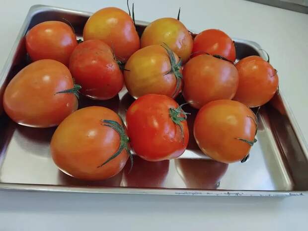 Вирус коричневой морщинистости нашли в томатах, поступивших в Астрахань