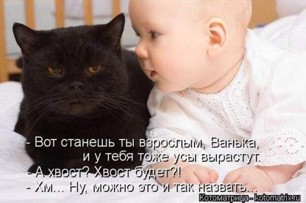 Котоматрицы (картинки с надписями)