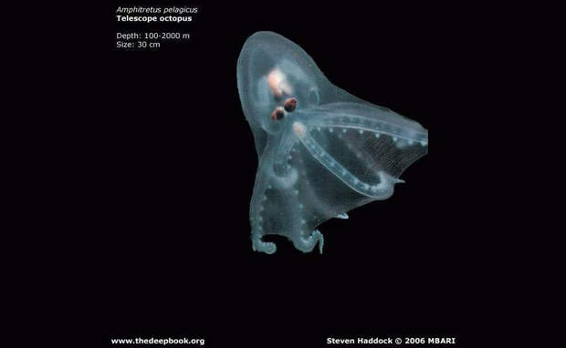 Amphitretus pelagicus