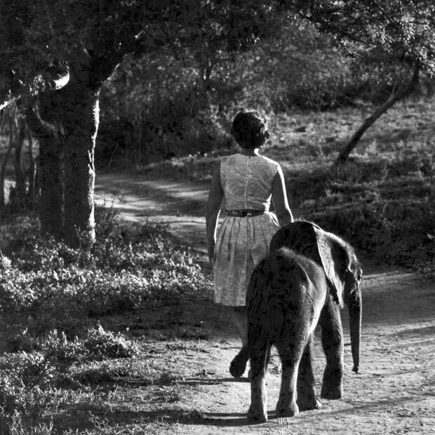 О безграничной любви между человеком и слонами: фото женщины, которая всю жизнь спасала животных от жестокой смерти
