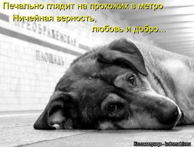 Лучшие котоматрицы недели Лучшие котоматрицы недели