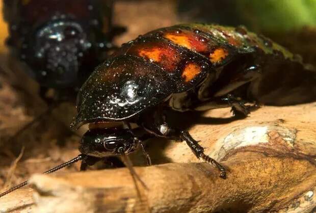 Шеф-повар выпустил на кухню ресторана 20 тараканов из-за невыплаты отпускных