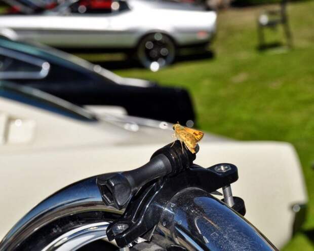 авто, ford, mustang