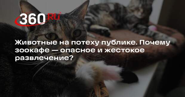 Зоозащитник Еремеева: животных в антикафе держат ради денег и на потеху публике