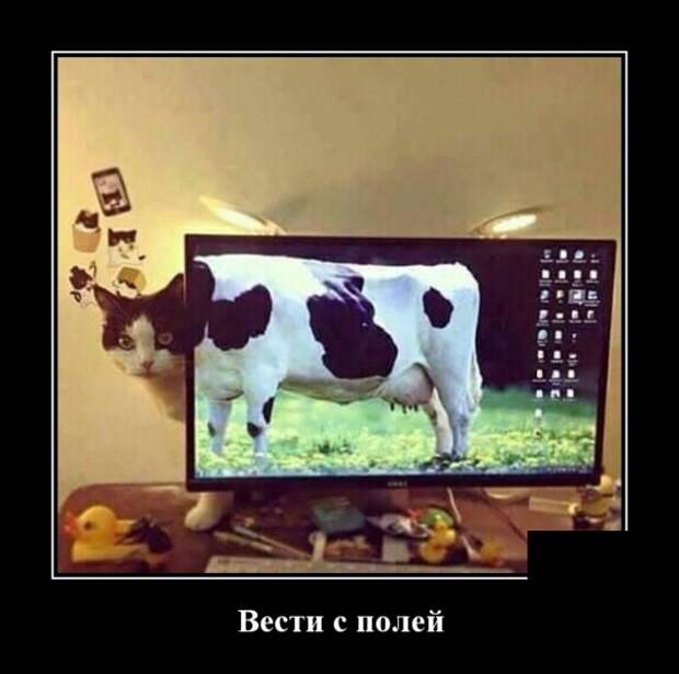 Демотиваторы