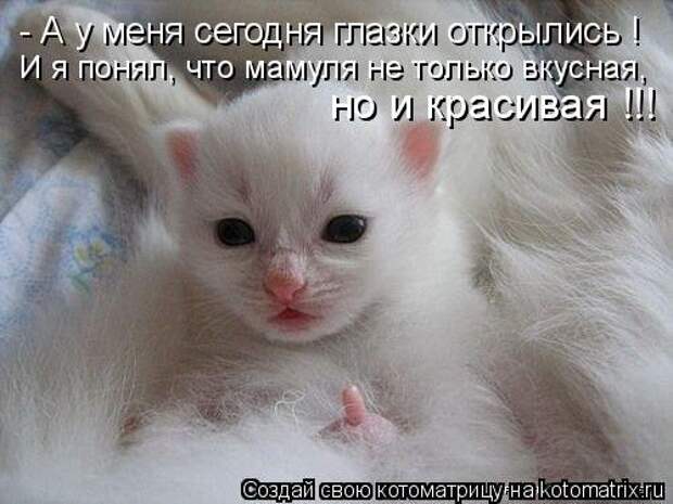 Лучшая котоматрица недели (32 фото)