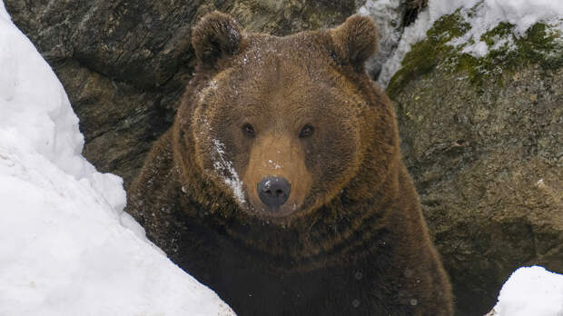 «Зимняя спячка» у людей: что говорит наука о замедлении метаболизма в холодный сезон