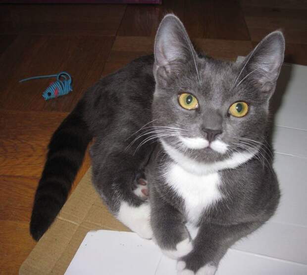 28 обаятельных животных с уникальным природным окрасом животные, окрас