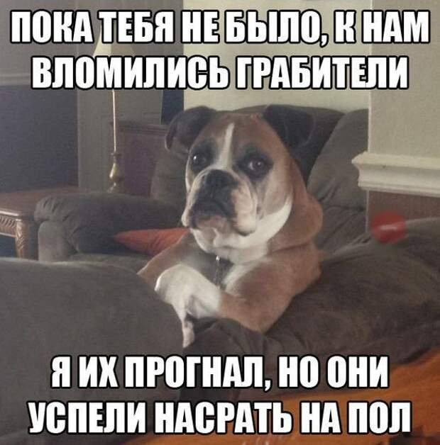 Веселые картинки с надписями до слез (12 фото) Веселые картинки с надписями до слез (12 фото)