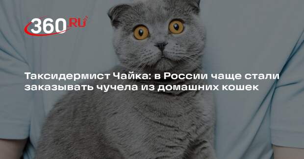 Таксидермист Чайка: в России чаще стали заказывать чучела из домашних кошек