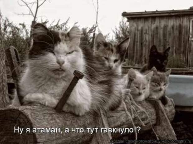 Прикольные животные, котоматрица