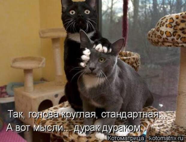 Котоматрицы (картинки с надписями)