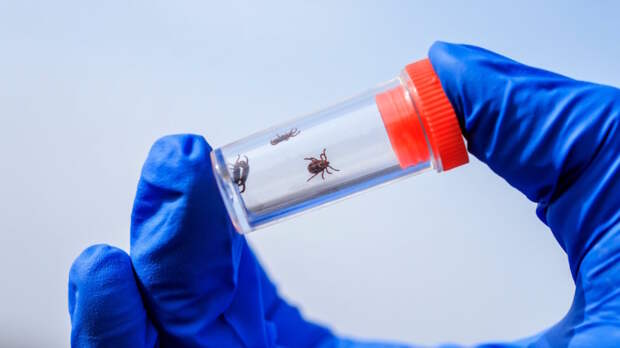 Клещи-"мутанты" Hyalomma не выживут в Московском регионе, заявили в Роспотребнадзоре