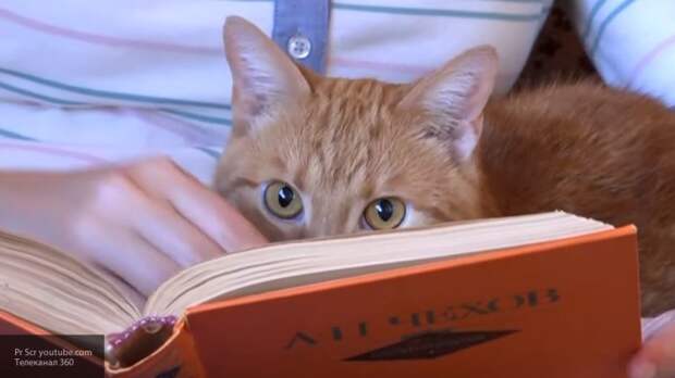 Кот-книгочей по кличке Персик поселился в подмосковной Истре