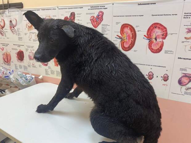 В Удмуртии утвердили Перечень мероприятий для формирования в обществе ответственного обращения с животными