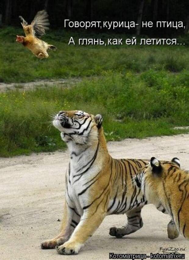 любимые котомашки для настроения в понедельник от Лисицы))