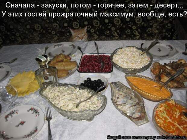 Новые котоматрицы с классным задором (30 фото)