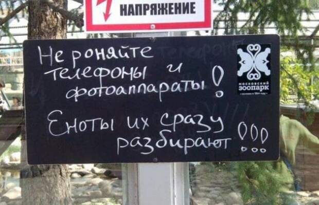 еноты воруют
